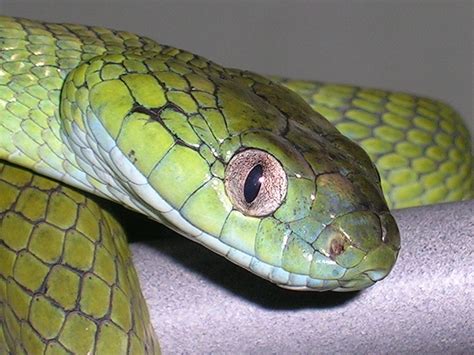 图说养蛇：蛇友解剖大王蛇案列分享_养蛇_毒蛇网
