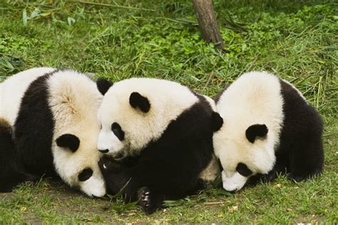 三只可爱小熊猫图片-ZOL素材下载