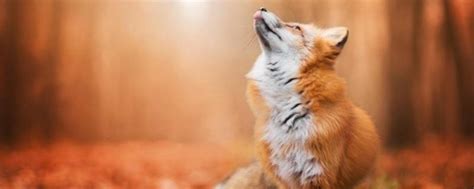 狐狸的叫声是什么样的？怎么跟想象中的不一样呢？