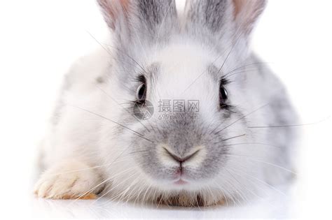 兔子的尾巴有什么用处 动物尾巴的作用_宠物百科 - 养宠客