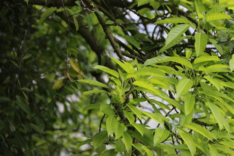 从生全冠香樟树多少钱一棵-花木行情-中国花木网