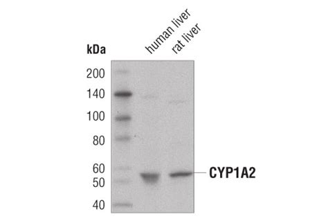 CYP1A2 (D2V7S) Mouse mAb | Cell Signaling Technology