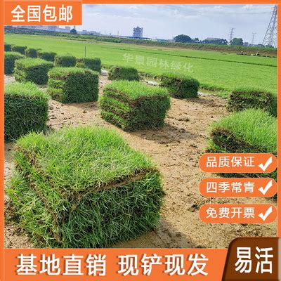 广州绿化草皮之人工草坪的制作材料有哪些_广州绿化草皮,广州带 _广东省广州市钟亿绿化草皮种植基地
