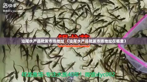 咸阳观赏鱼市场很黄很暴力 - 白子关刀鱼 - 广州观赏鱼批发市场