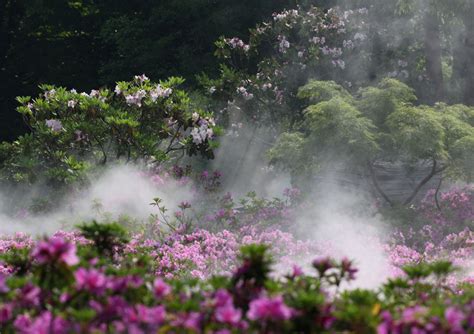 【雾里看花摄影图片】上海古猗园生态摄影_太平洋电脑网摄影部落