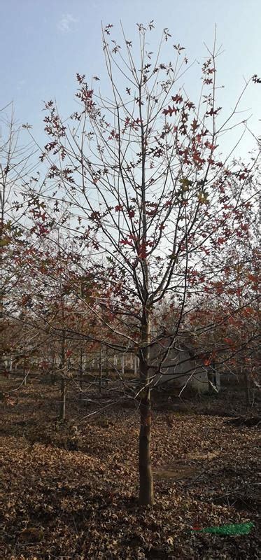 供应沼生栎_米径2公分_南京种植地 | 南京市浦口区乘龙苗圃场