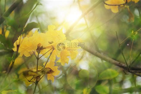 沐春阳图片