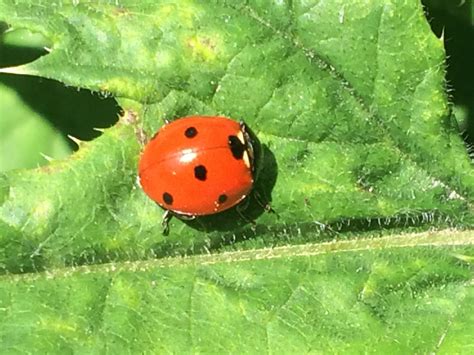 科学网—万绿丛中一点红：七星瓢虫 - 李世春的博文