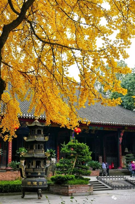 农历中国 | 十月初八 · 银杏黄 - 周到上海