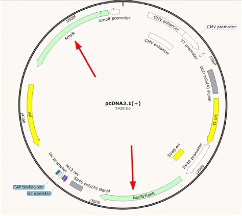pRI101-AN 双子叶植物载体 农杆菌双元表达-质粒载体-ATCC-DSM-CCUG-泰斯拓生物