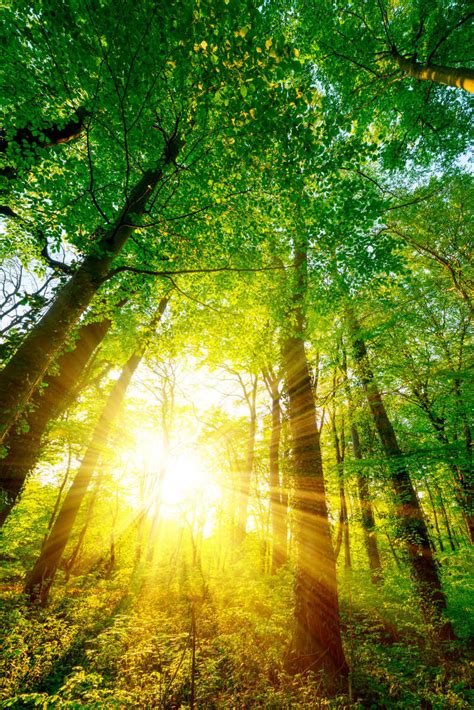 阳光照射的林间小溪图片-明媚的阳光照射的林间小溪素材-高清图片-摄影照片-寻图免费打包下载