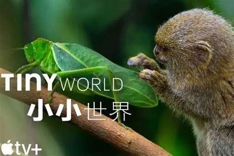 纪录片《Tiny World小小世界》第1季(大自然科普)视频合集【百度云网盘下载】 – 宝时光