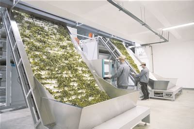 全国首条自动化智能化茶叶初加工生产线投入使用