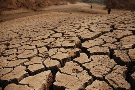 这么严重的干旱你见过吗？非洲上百动物寻找水源，结果却触目惊心|干旱|水源|旱灾_新浪新闻