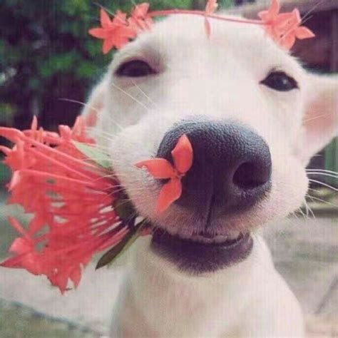 绿色非主流狗子头像