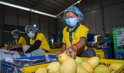 2019年进口水果市场又多了这些新成员：阿根廷樱桃、柬埔寨香蕉..