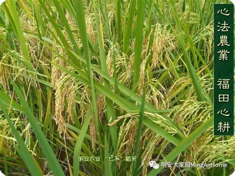 水稻品种257,水稻品种,龙垦257水稻品种_大山谷图库