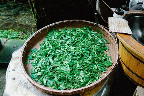 探访开江县茶产业发展之路 - 达州日报网