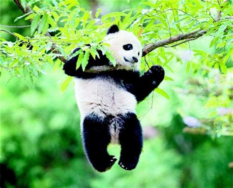 熊猫的外形特点描写,熊猫的外形特点,写熊猫的作文_大山谷图库