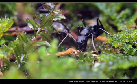 【蚂蚁森林摄影图片】杭州植物园生态摄影_随便看看