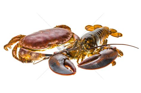生龙虾和螃蟹高清图片下载-正版图片502657498-摄图网
