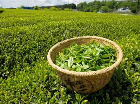 2020年春茶茶叶绿茶罐装安徽茶叶浓香舒城小兰花30g 8A-阿里巴巴