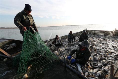 青岛市沙子口国家中心渔港：新鲜大鲅鱼供不应求-半岛网
