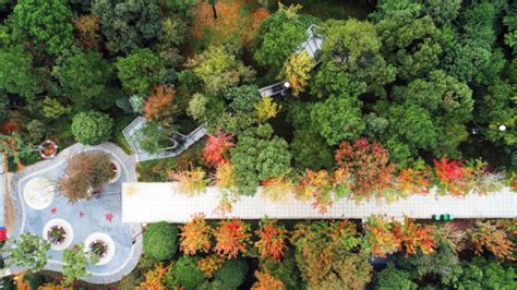醴陵的后花园——仙山公园的最美打开方式 - 园林景观 - 新湖南