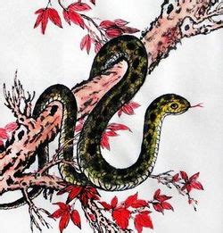 海南省蛇类图鉴 - 蟒蛇科普