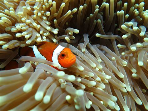 【海底世界--海水观赏鱼摄影图片】生态摄影_太平洋电脑网摄影部落