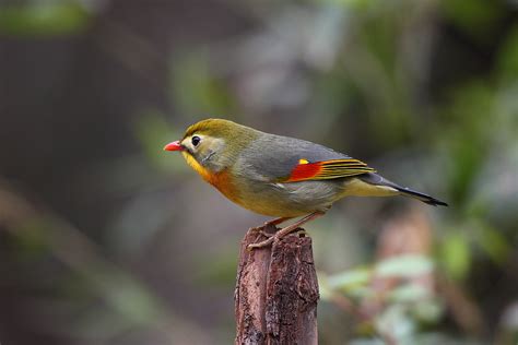 红嘴鸟大全图片