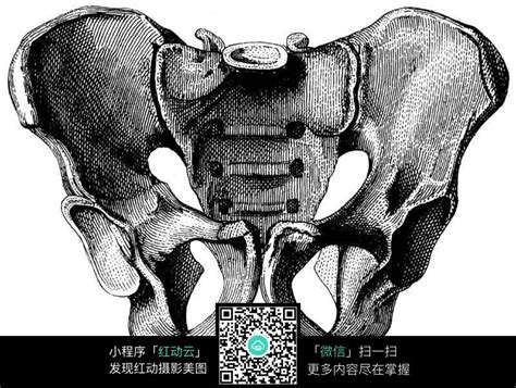 男性盆骨骨架结构图（背面）图片免费下载_红动中国