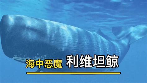 利维坦鲸图片