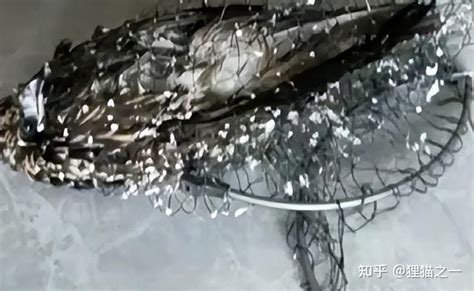 一只黑耳鸢在南京疑因中暑坠江，被志愿者捞起_@所有人_澎湃新闻-The Paper