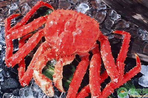 为啥4000块一只的帝王蟹，挪威人能随便吃，看完你就明白了|小黄|帝王蟹|挪威_新浪新闻