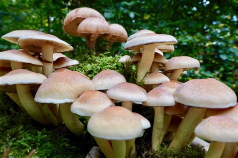 森林中漂亮的蘑菇素材图片大全-壁纸图片大全