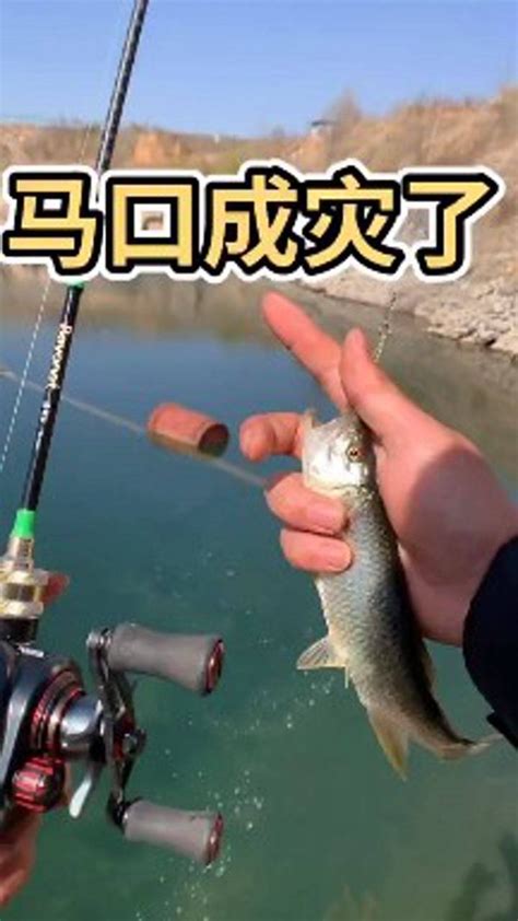 钓马口鱼玩法_腾讯视频