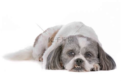 狗和混种狗动物宠物哺乳动物高清图片下载-正版图片321322939-摄图网