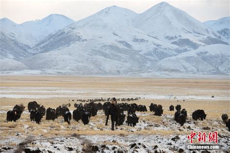 新华全媒+丨“幸福花儿开”——西藏嘉黎：娘亚牦牛科学养殖引领村民走上致富之路_时图_图片频道_云南网