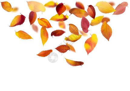 背景上飘落和旋转的秋叶图片素材-正版创意图片503196004-摄图网