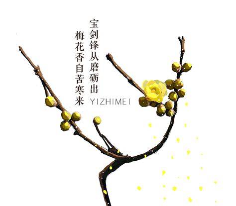 一枝梅,花卉,植物花草,摄影,汇图网www.huitu.com