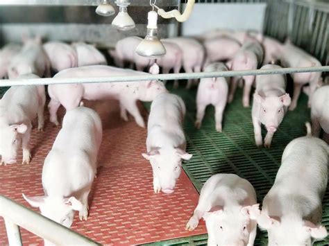 万头猪场工厂化养猪设备设计规范【图】-猪场建设