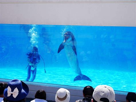 有几只海豚在公园表演时高清图片下载-正版图片507132121-摄图网