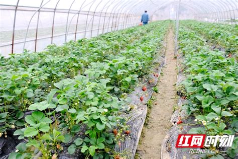 河北秦皇岛：反季节草莓采摘助力乡村振兴-人民图片网