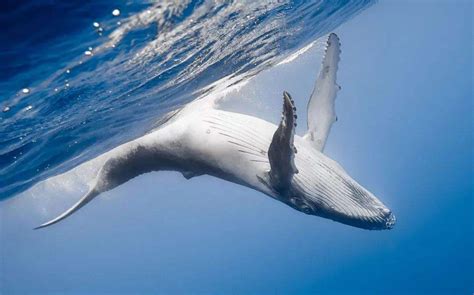 巨型深海鲸鱼 蓝鲸 水生物鱼类_哺乳动物模型下载-摩尔网CGMOL
