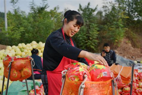 碰柑、柚子之乡--四川绵阳梓潼县许州镇桥河信用村柑桔基地