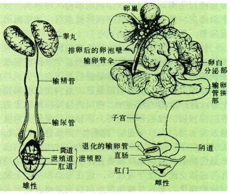 (一)雌性外生殖器-蝶类志-图片