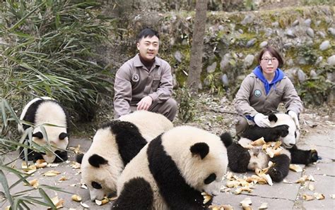 大熊猫成为“国宝”的历程：其实也是一部活生生的大熊猫屠杀史_中国_我国_保护