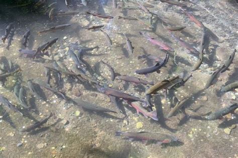 四川宜宾一大桥下“野生鱼”被喂成“观赏鱼”，当地农业局：每年都会放养鱼，已经成了景点-上游新闻 汇聚向上的力量