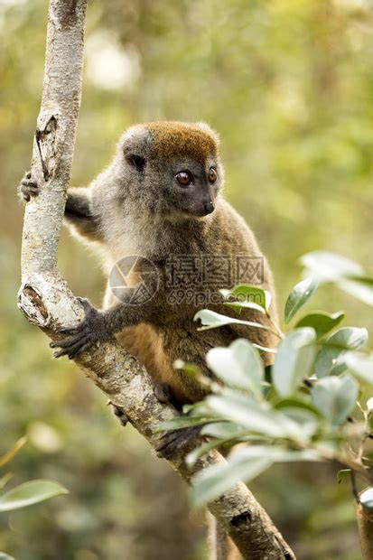 较少的竹狐猴马达加斯自高清图片下载-正版图片505508009-摄图网